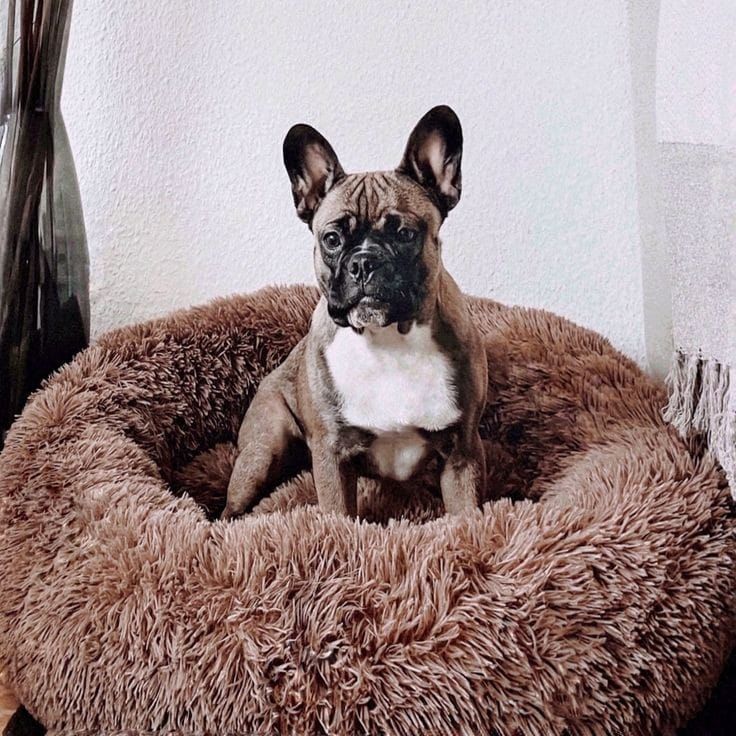 Cama Donut para Perros y Gatos – Suave, Acolchada y Confortable